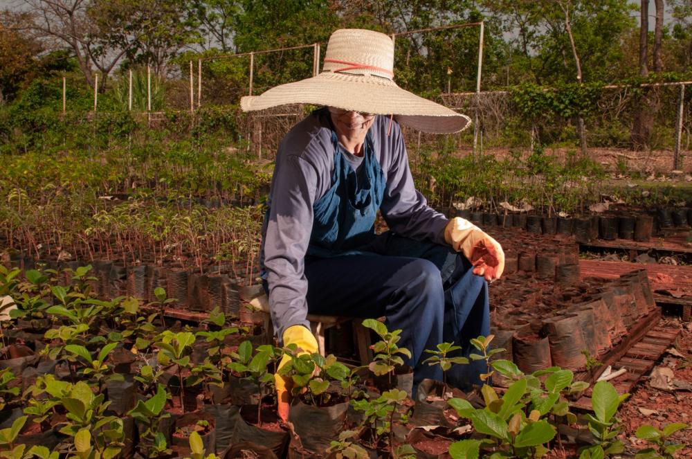 Cultivo de cana-de-açúcar teve destaque no agro goiano