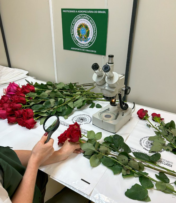 Trabalho de inspeção fitossanitária das flores: ausência de pragas que pudessem prejudicar a agricultura nacional